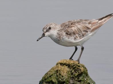 Red-necked stint at the Western Treatment Plant