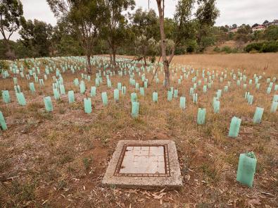 Replanting-native-vegetation-788px-by-532px Replanting native vegetation