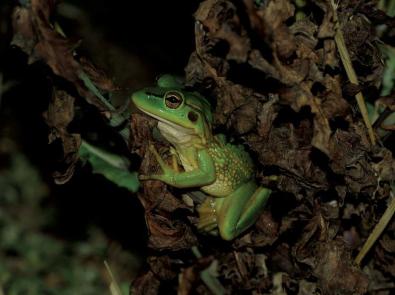 Frog on a tree