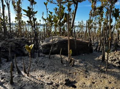 Restoring the mangrove forests to support local fish habitat