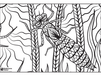 Dragonfly larvae colouring sheet