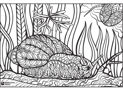 Freshwater snail colouring sheet