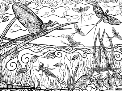 Mayfly colouring sheet