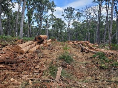 Pile of cut logs at Silvan Reservoir