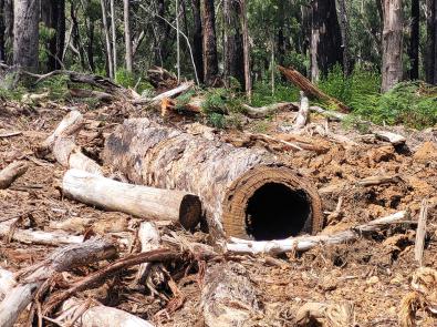 Close-up of habitat log at Silvan Reservoir