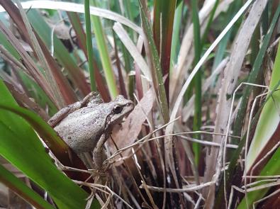 Southern Brown Tree Frog