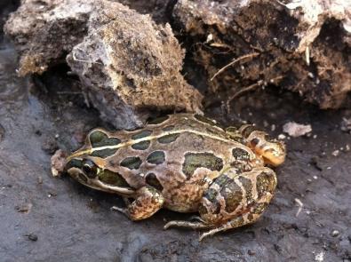 Spotted Marsh Frog