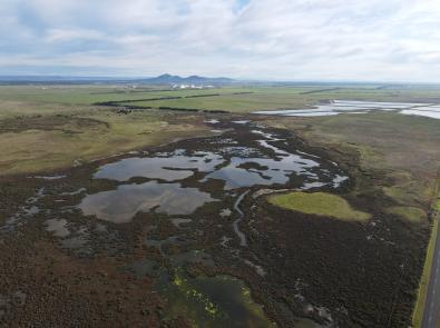 Melbourne Water helps revegetate and rejuvenate the Ramsar wetlands