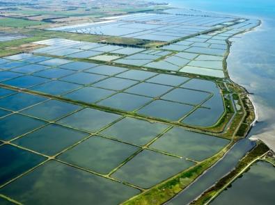 Lagoons at the Western Treatment Plant