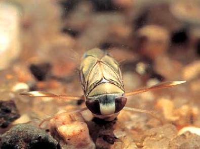 Waterboatmen waterbug