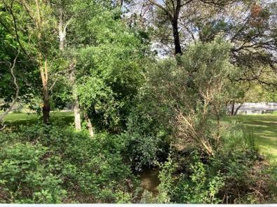 Weed removal Centennial Park