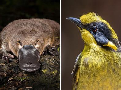 Composite of a photograph of a platypus and Helmeted Honeyeater