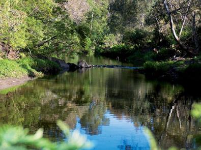 Waterway reflecting the dense foilage in the City of Darebin