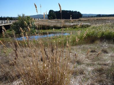 Groundwater dependent ecosystem at Deep Creek