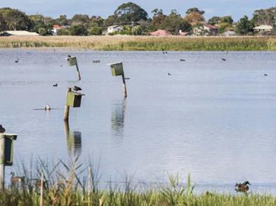 Birdlife reclining in their local waterway, Edithvale Seaford Wetland