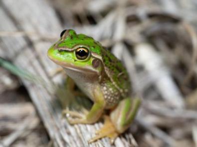 Growling grass frog