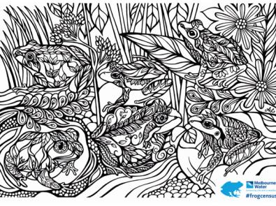 Frogs of Melbourne colouring sheet