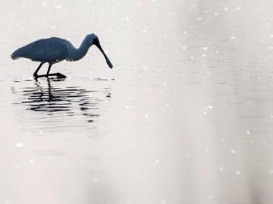 Spoonbill in a waterway