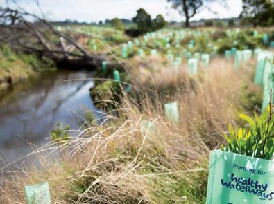 Newly planted trees along a waterway