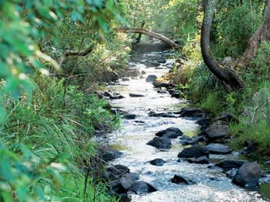 A waterway in leafy surrounds