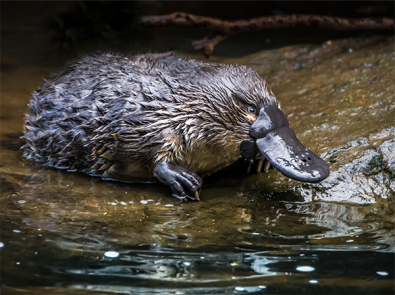 Platypus sitting on a rock in the river