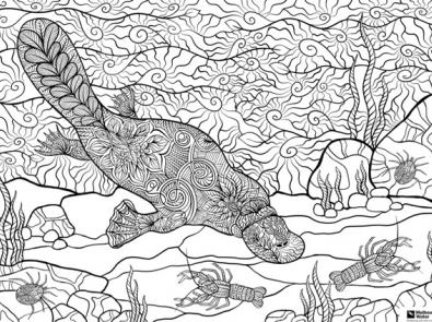 Platypus and waterbug colouring sheet