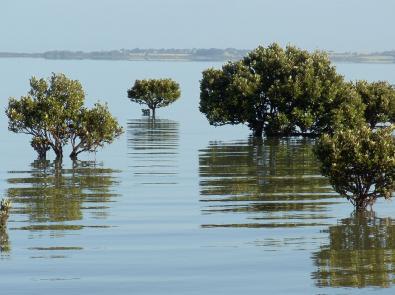 Trees in the water at Western Port