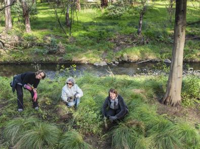 three woman weeding by a stream