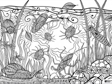 Wetlands waterbugs colouring sheet