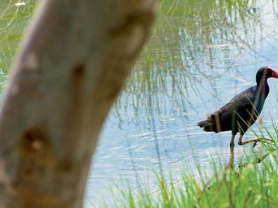 A bird stepping out of the water in the City of Whittlesea