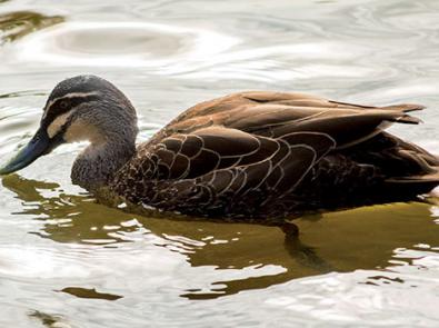 Close-up of a duck swimming in the water