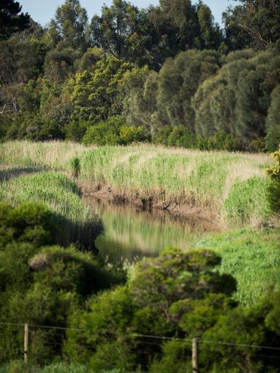 Fenced off portion of the Bass River