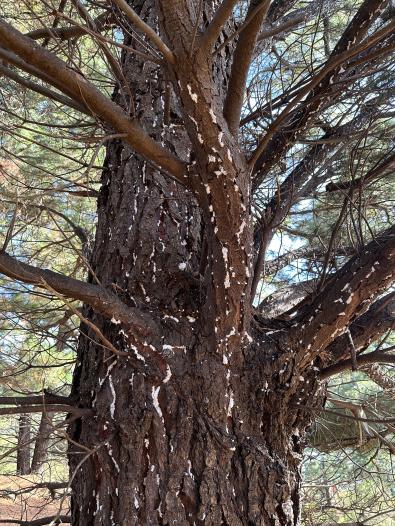 Cardinia Reservoir pine infested with giant pine scale