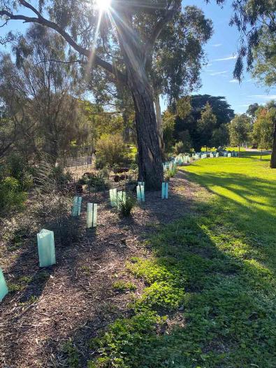 Friends of Cruikshank Park revegetation works Cruikshank Park revegetation