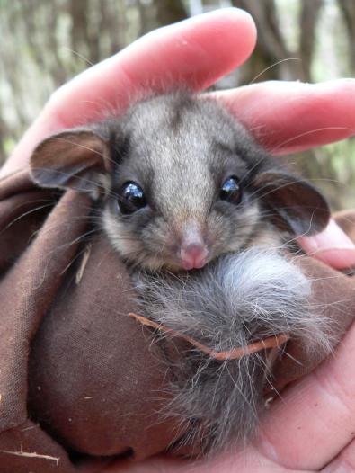 There are less than 40 lowland Leadbeater's Possums left in Victoria (Photo credit: Joanne Antrobus) A close-up photo of a lowland Leadbeater's Possum