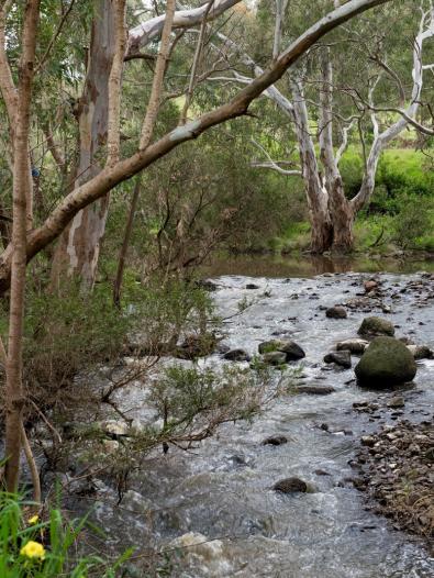 Natural-looking stretch of the Maribyrnong River at the Organ Pipes National Park