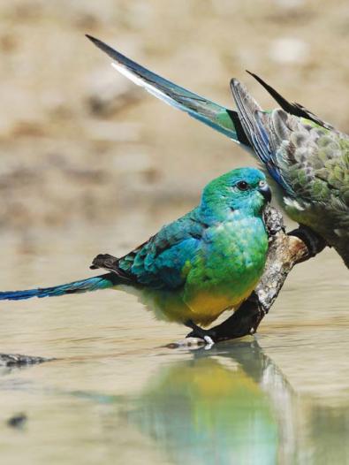 Two Red-Rumped Parrots at a water body
