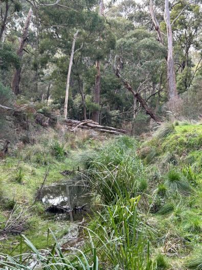 Rehabilitated stream frontage at Sandy Creek, 2024 Creek lined with grasses and large gum trees in the background