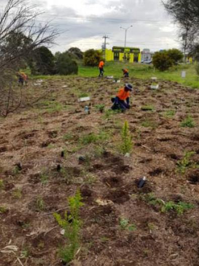 Planting grasses