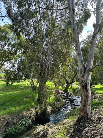 Gum tree overhangs Stony Creek in a natural-looking environment at Yarraville