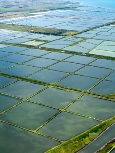 Lagoons at the Western Treatment Plant