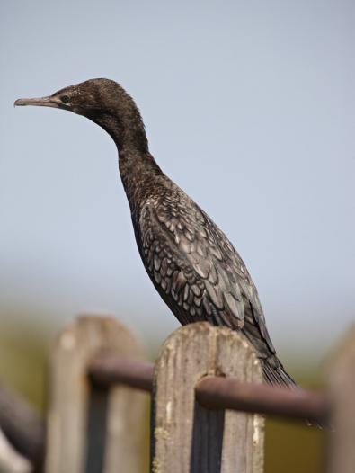 Black bird sitting on wooden fence