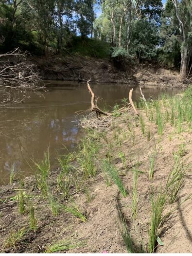 Photo of revegetation planting completed at Banksia Park, Templestowe March 2023