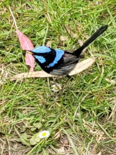 Fairy wren