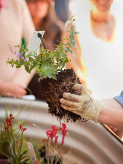 A wide range of plants are suitable for raingardens.