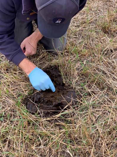 Scavenger hunt for Dung Beetles