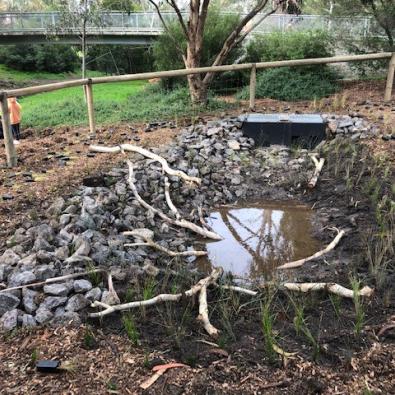 frog pond