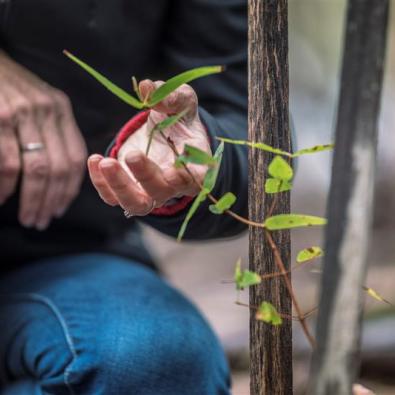 Close up of community member handling a seedling