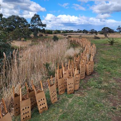 Newly-planted tube stock of native species, protected by plant guards