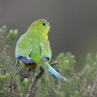Orange bellied parrot at the Western Treatment Plant